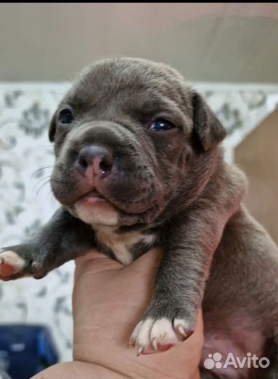 Американский булли