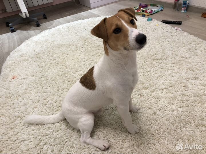 Вязка Джек Рассел Терьер