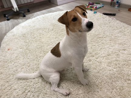 Вязка Джек Рассел Терьер