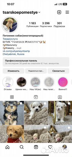 Щенки мальтипу