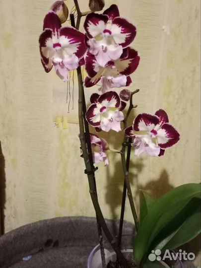 Орхидея фаленопсис биг лип Тинкерсбелл кисс