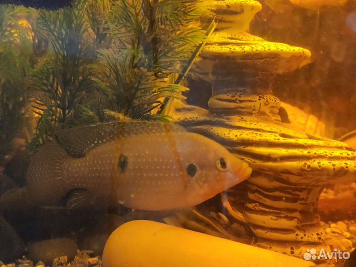 Хромис красавец