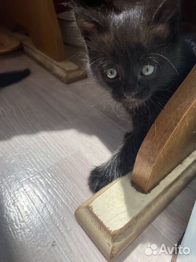 Котята в добрые руки приучены к лотку