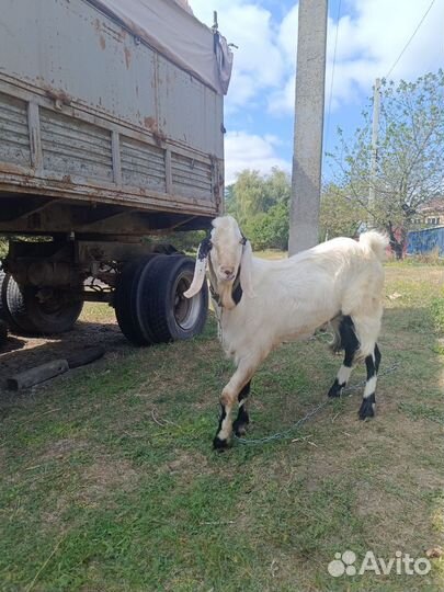 Вязкая с козлом Камори
