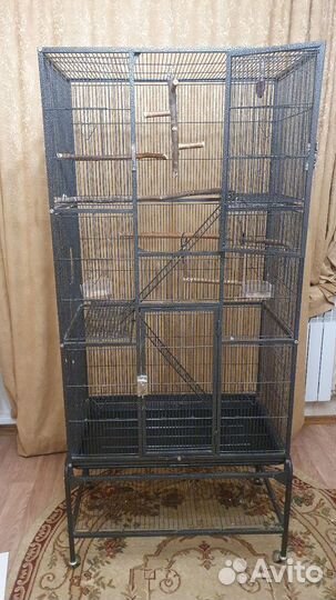 Ожереловый попугай самец 2.6 года