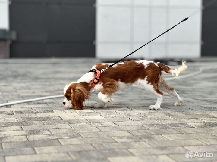 Девочка Кавалер кинг Чарльз спаниель РКФ