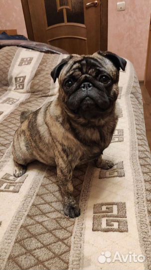 Мопс тигровый