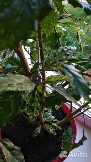 Гибискус китайская роза