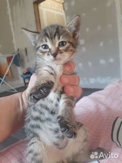 Кошки в добрые руки