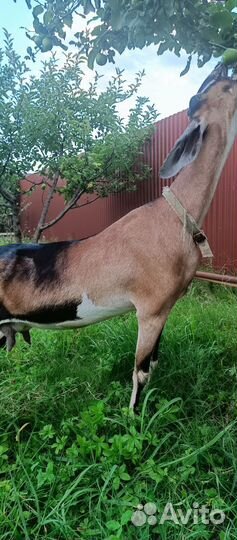 Англо нубийские козы дойные