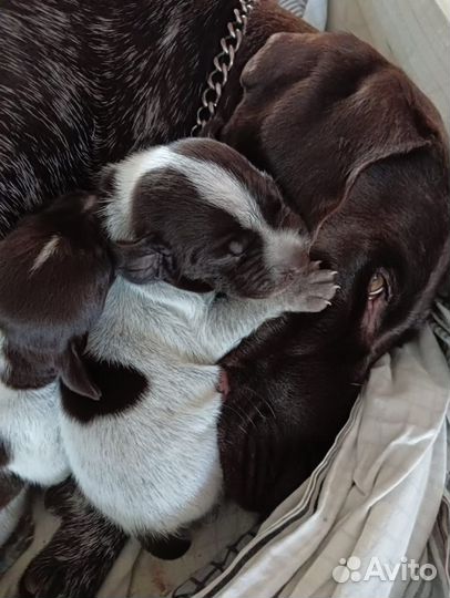 Щенки курцхаара