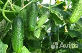 Бригады разнорабочих