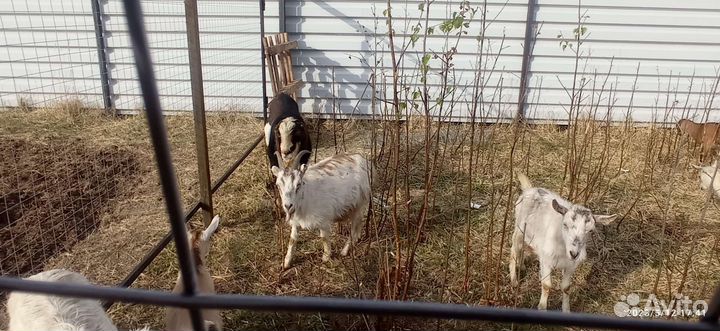 Казел ламанч