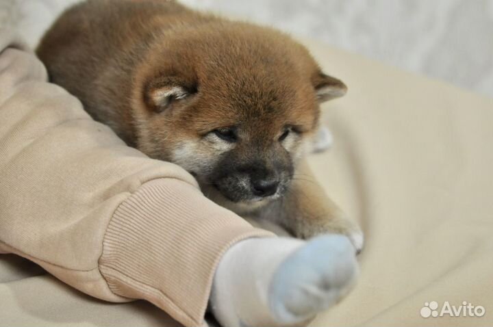 Сиба ину мальчики и девочки