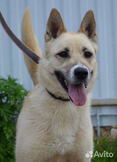 Собаки бесплатно