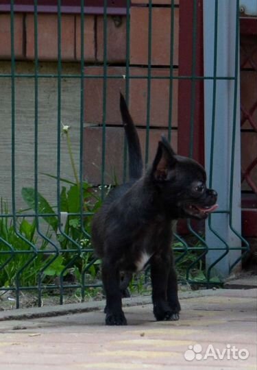 Чихуахуа мальчик Гш черный