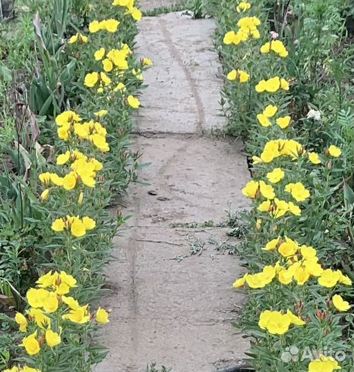 Цветы многолетники Энотера желтая