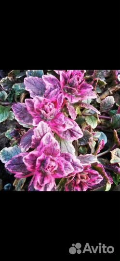 Живучка ползучая