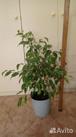 Фикус бенджамина