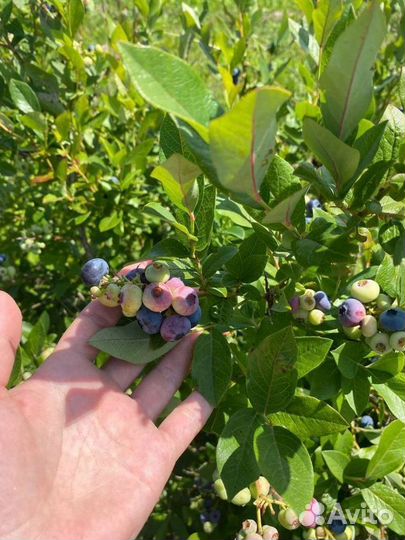 Голубика саженцы с доставкой