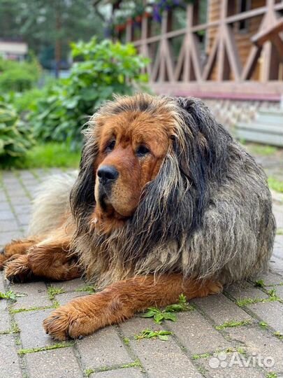 Вязка кабель тибетского мастифа