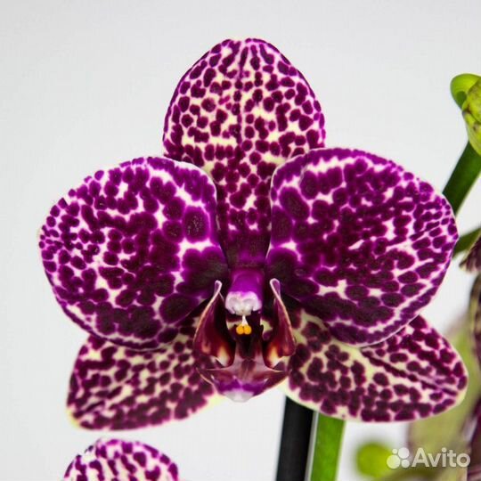 Орхидея фаленопсис