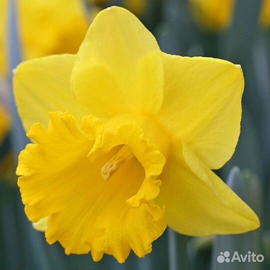 Луковицы нарцисов