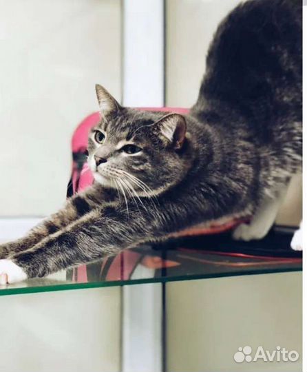 Передержка кошек