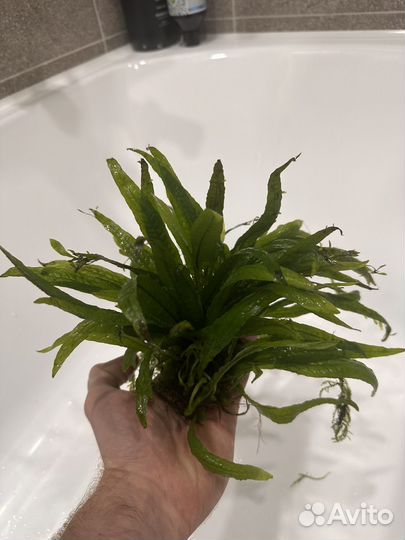 Папоротник тайландский