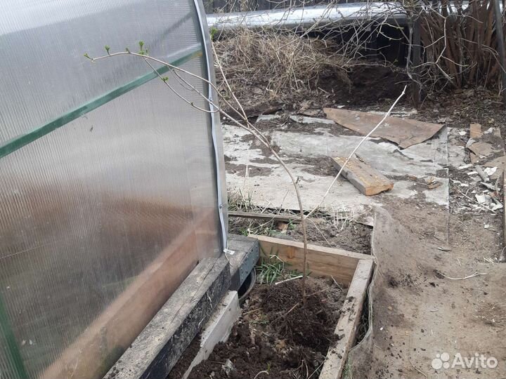 Черная смородина