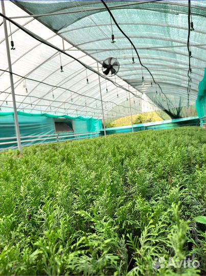 Саженцы туи Смарагд оптом