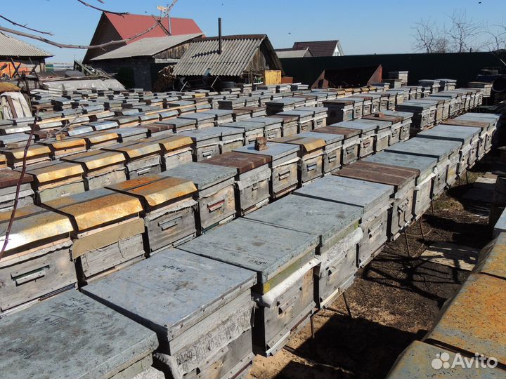 Пчелосемьи и пчелопакеты