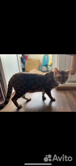 Бенгальский кот