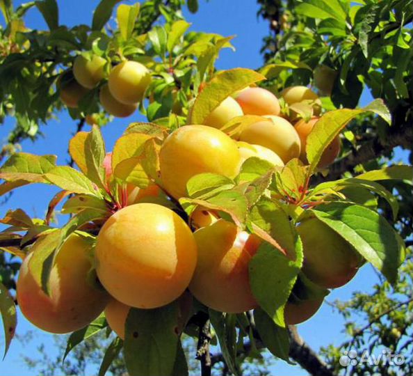 Саженцы слива Белая медовая