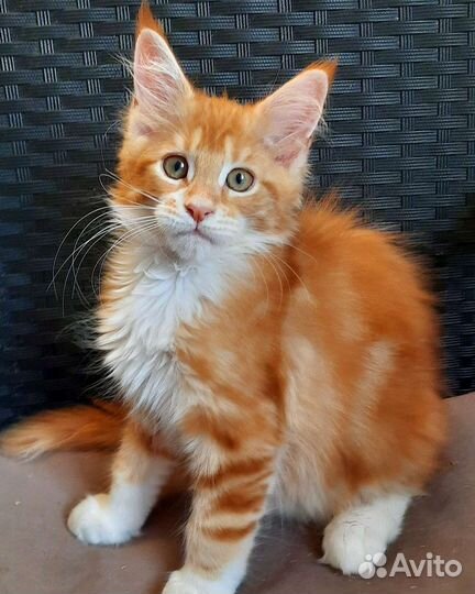 Красная мраморная девочка мейн-кун