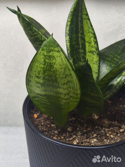 Сансевиерия Ханни Мартинс