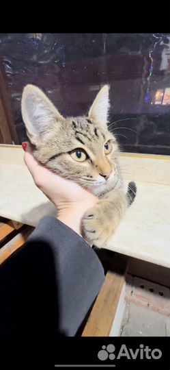 Котенок