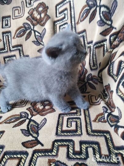 Британские котята