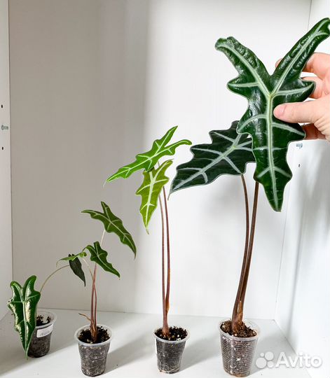 Алоказии 2 часть