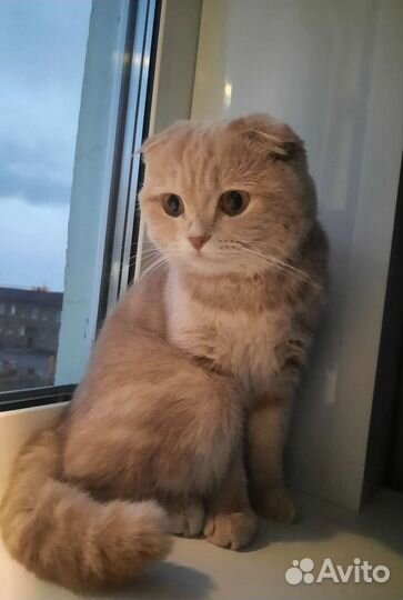 Передержка кошек