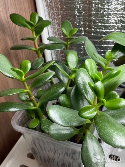 Комнатные растения