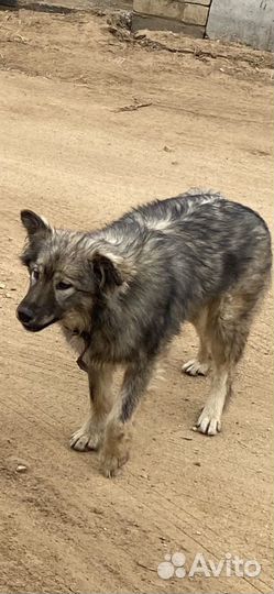 Отдам в добрые руки щенков