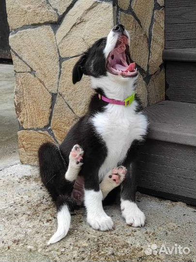 Уникальная девочка в добрые руки