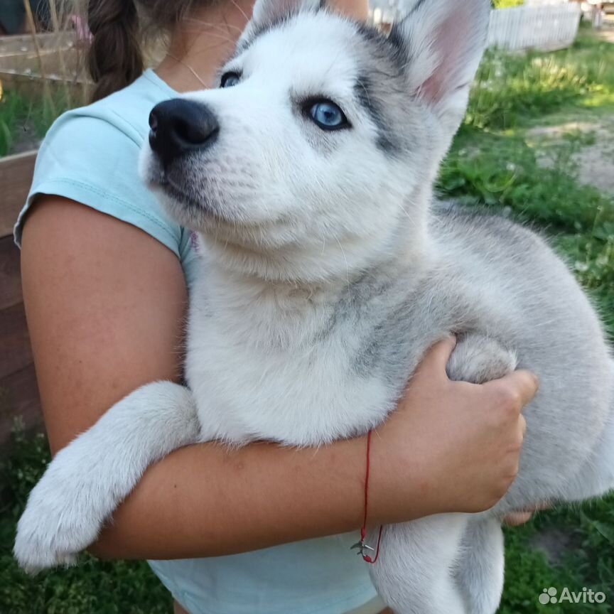 Сибирский хаски