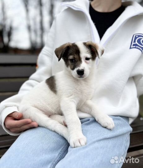Щеночек в семью