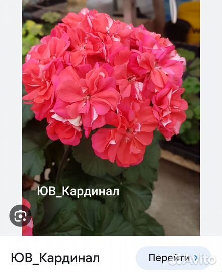 Пеларгония герань