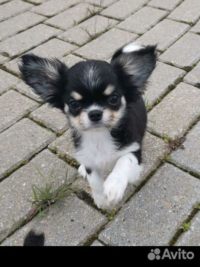 Девочка чихуахуа