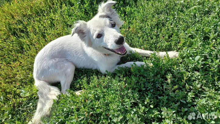 Кобель ищет дом