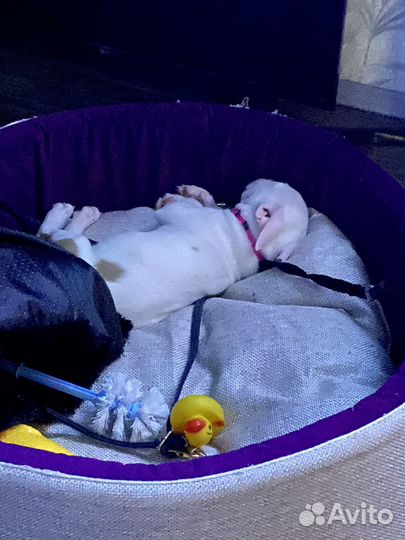 Бультерьер