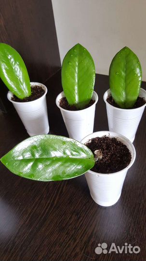 Замиокулькас